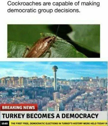 Cockroaches Make Turkey Democratic