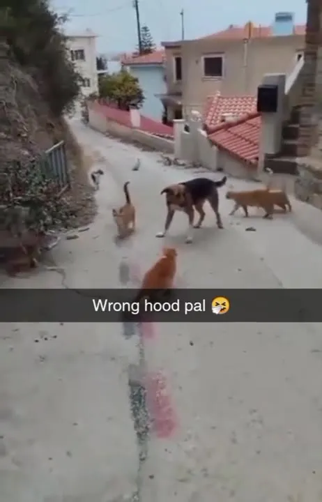 Wrong Hood, Pal