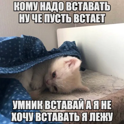 Котёнок не хочет вставать
