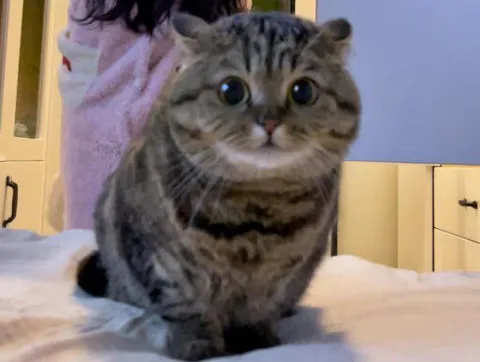 Круглый кот с большими глазами