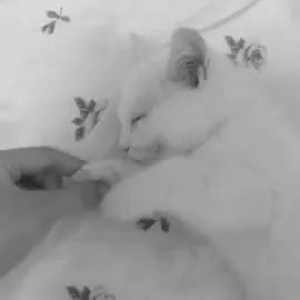 Котик нежно держит пальчик
