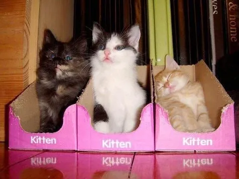 Three Kittens in Pink Boxes