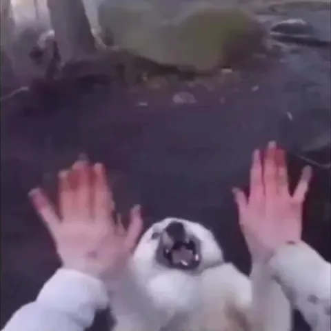 Мопс даёт пять