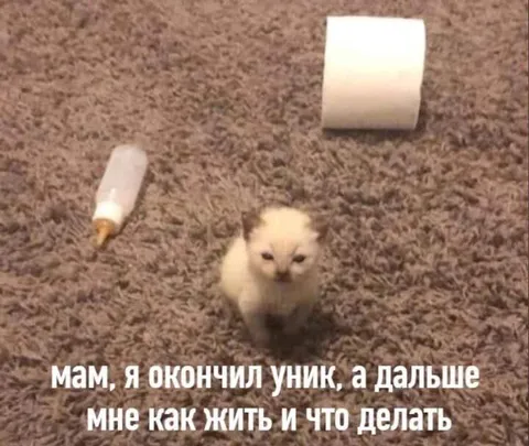 Котёнок окончил уни́к