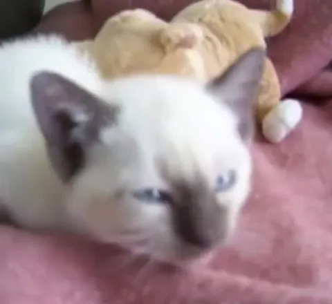 Кот под жуткую музыку