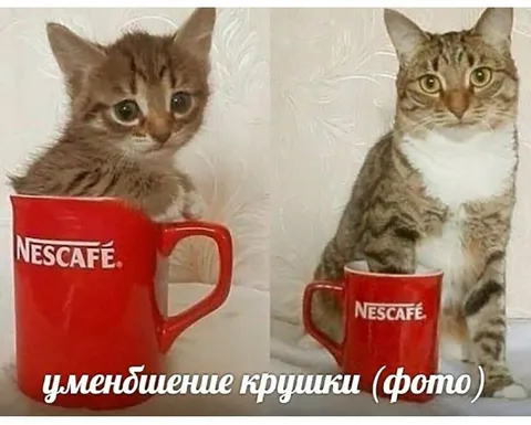 Уменьшение кружки с котом