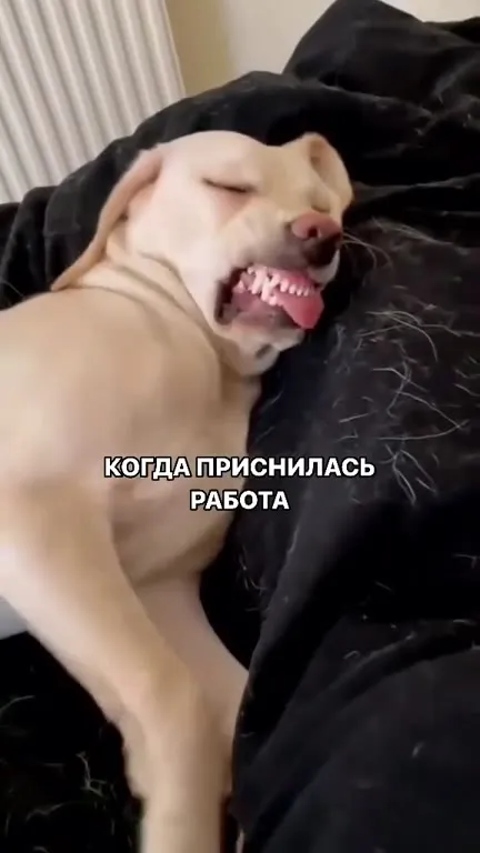 Когда приснилась работа
