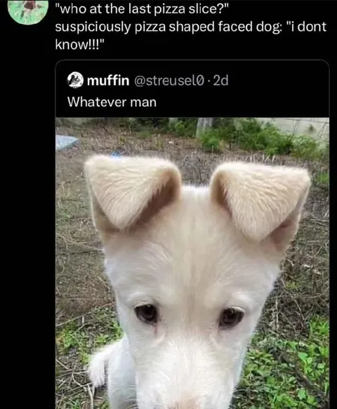 Pizza-Shaped Dog Denies Everything