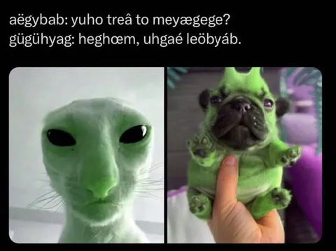 Инопланетный кот и мопс