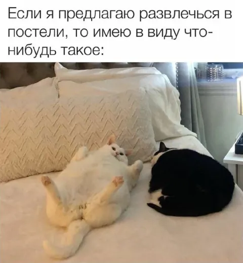 Развлечься в постели с котом