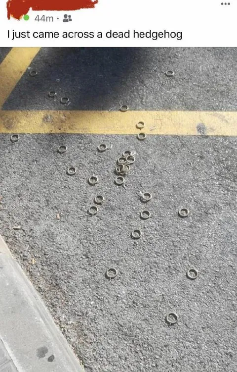 Dead Hedgehog on the Road