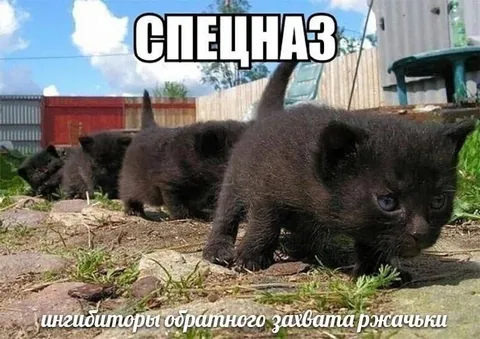 Котята спецназа