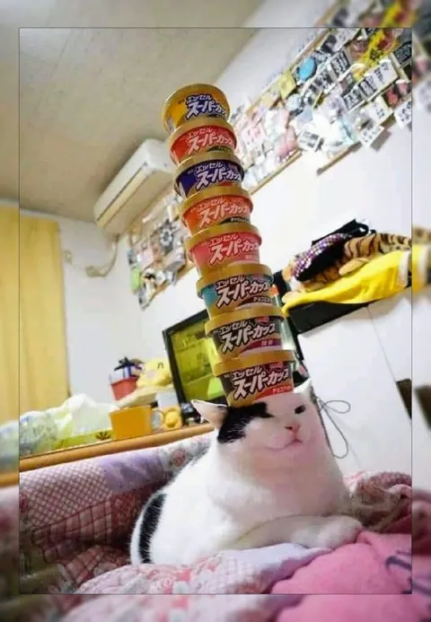 猫の頭にスーパーカップ