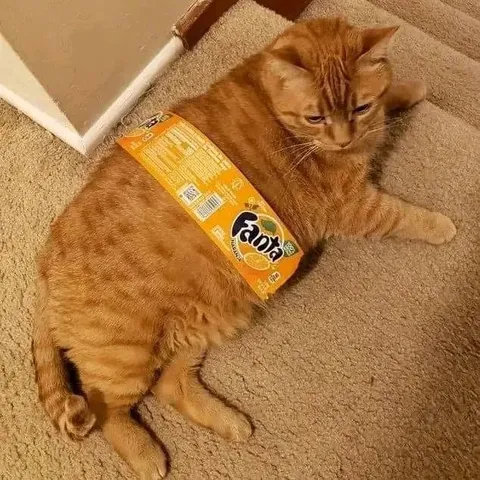 Кот в упаковке Fanta