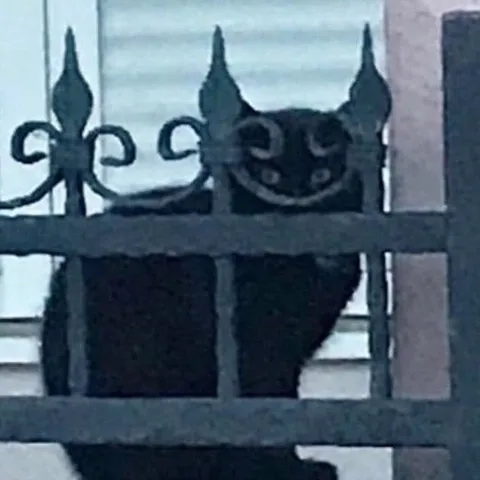 Кот за оградой