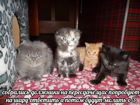 Должники на пересдаче