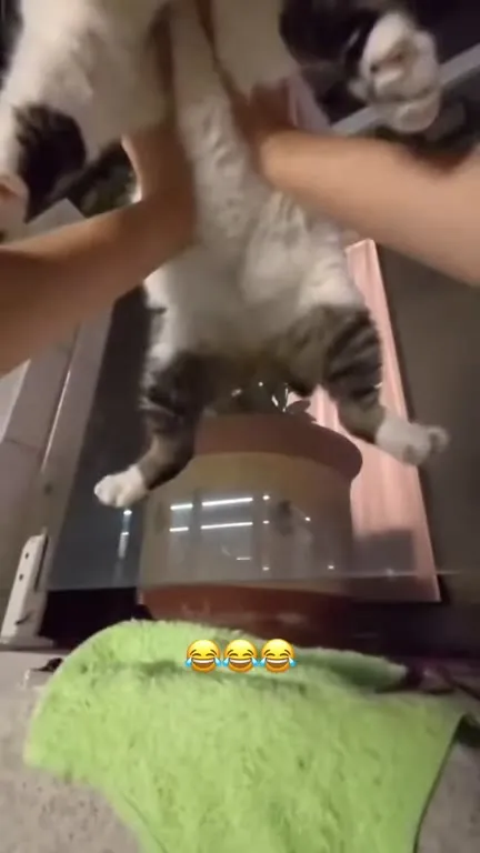 Кот поёт под музыку