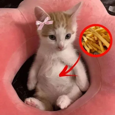Котёнок хочет картошку фри