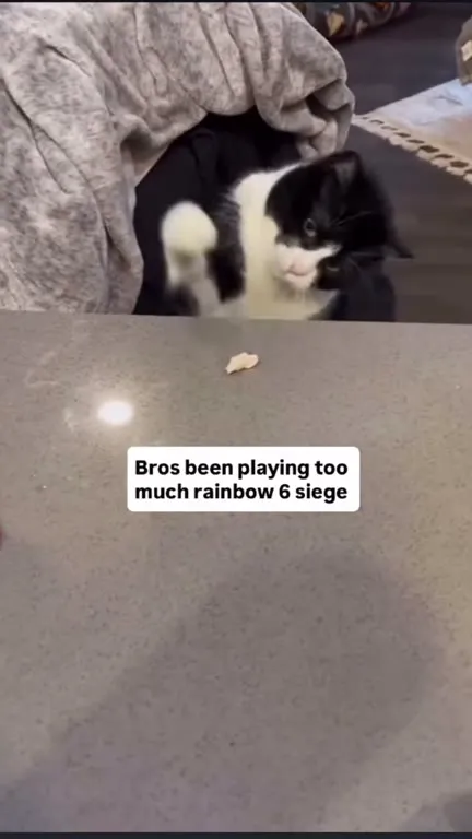 Cat Plays Rainbow Six Siege