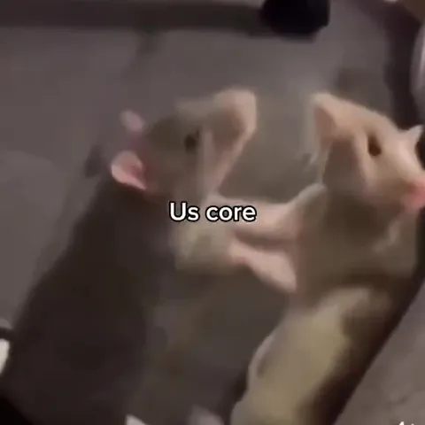 Us Core Rats Causing Chaos
