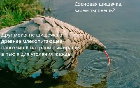 Панголин утоляет жажду