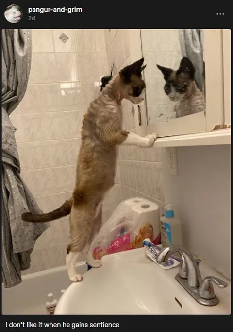 Cat Gains a Sentence