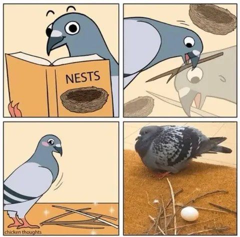 Pigeon Learns About Nests