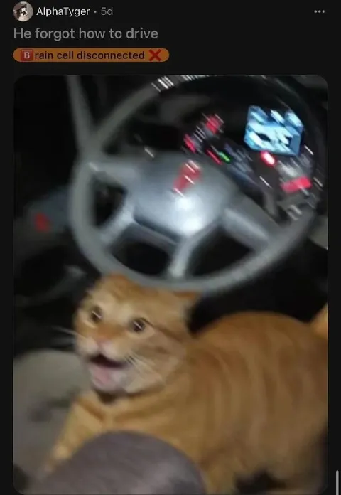 Cat Forgot How to Drive