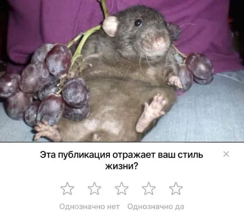 Крыса среди винограда