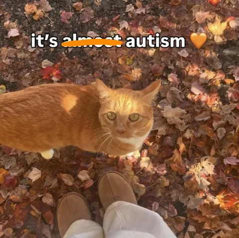 It’s Almost Autism Cat