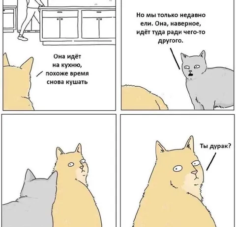 Кошка снова идёт кушать