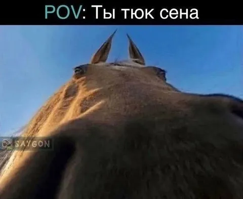 Ты тюк сена