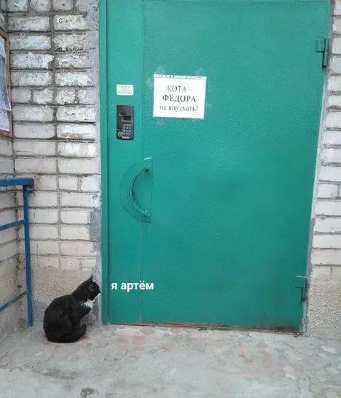 Кот Артём у двери Фёдора