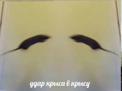 Удар крыса в крысу