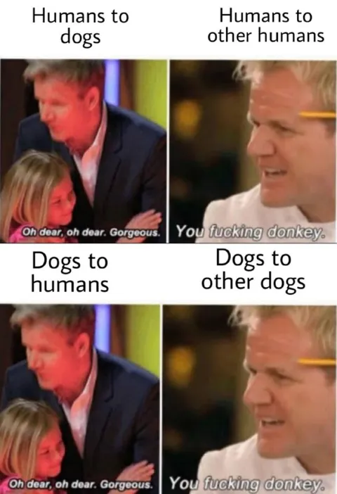 Humans and Dogs Communication