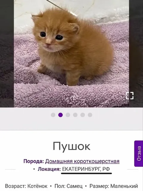 Маленький котёнок Пушок