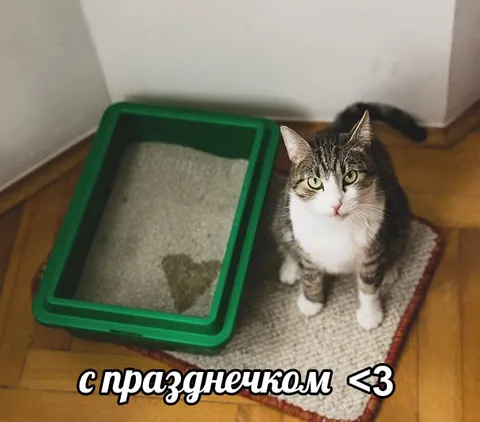 Кот поздравляет с празднечком