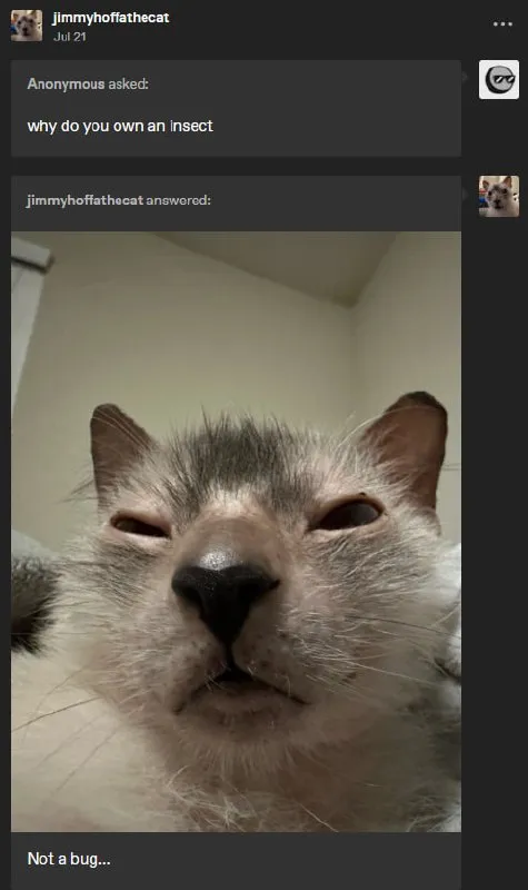 Not a Bug Cat Reply