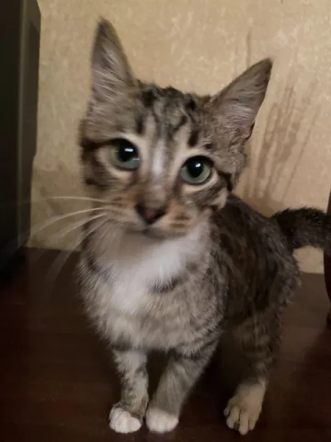 Котёнок смотрит с укором