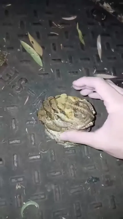 Рука разделяет двух лягушек