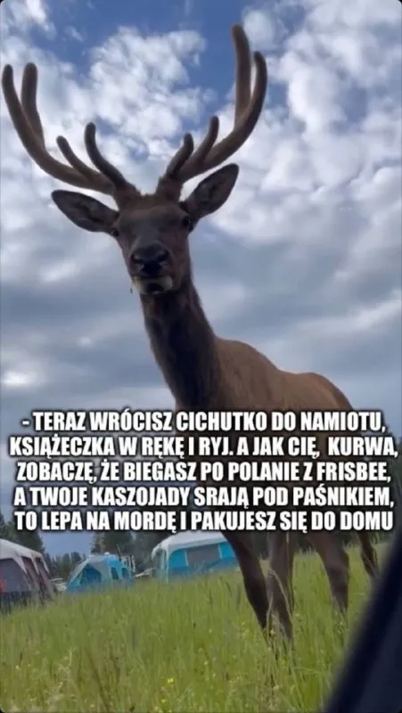 Jeleń pilnuje obozowiska
