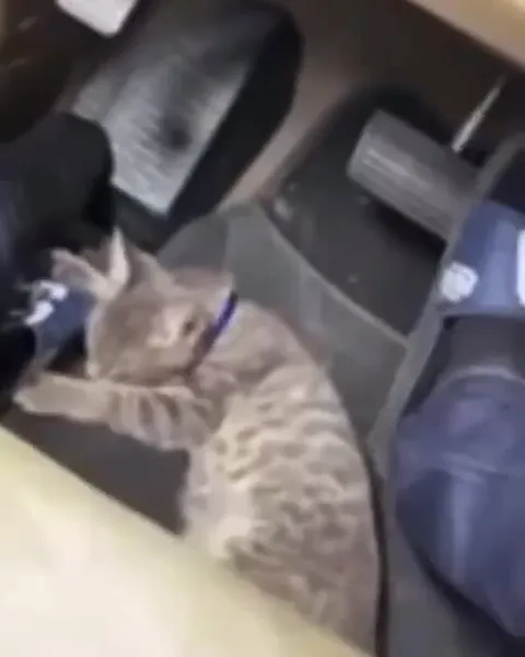 Котёнок и внезапная авария
