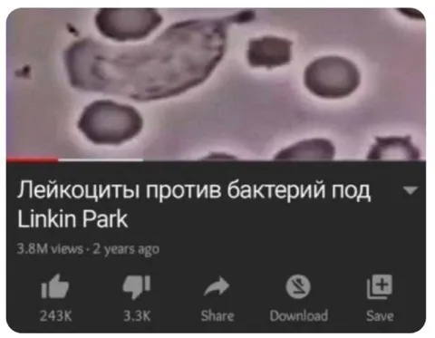 Лейкоциты против бактерий под Linkin Park
