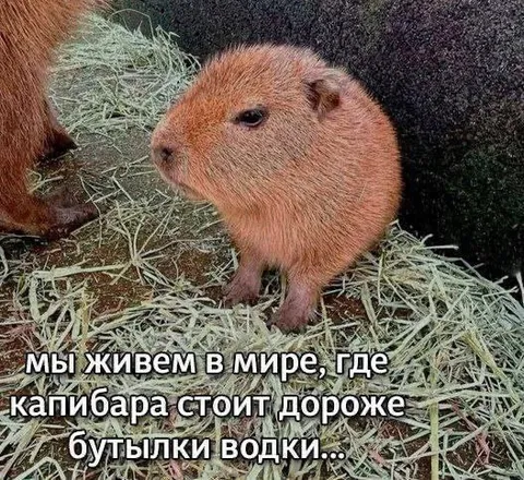 Капибара дороже водки
