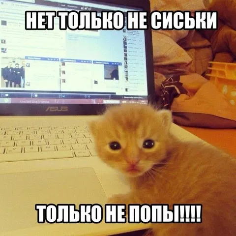 Котёнок против попы