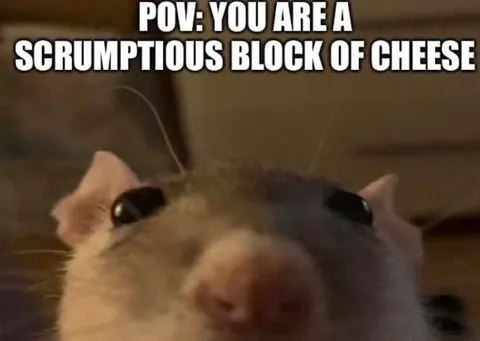 POV You Are Delicious Cheese