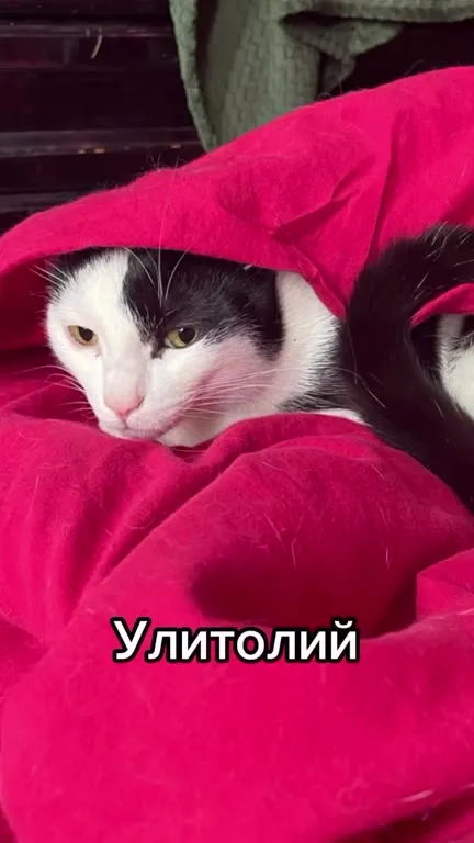 Как называют своих котов