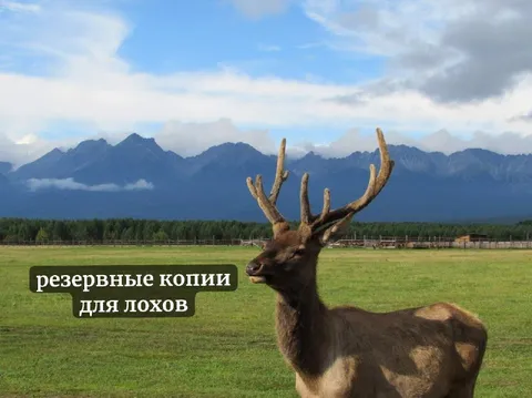 Резервные копии для лохов