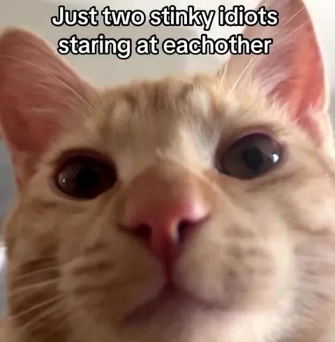 Two Stinky Idiots Staring