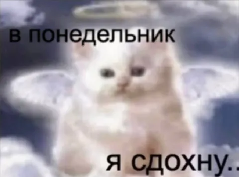 Кот-ангел в понедельник
